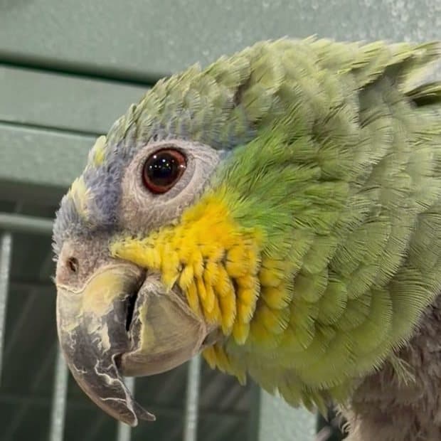 An amazon parrot who stayed with us, in profile on top of its cage