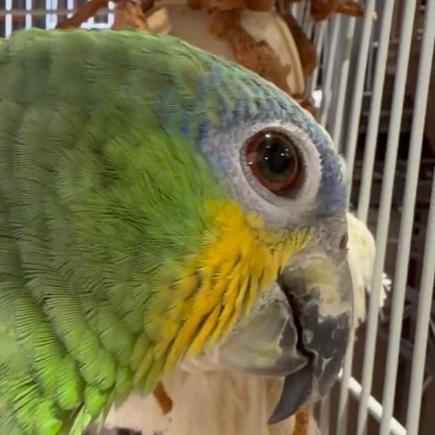 An amazon parrot who stayed with us, close up in its cage