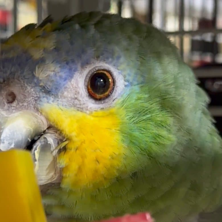 An amazon parrot who stayed with us, close up beside a yellow toy