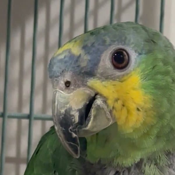 An amazon parrot who stayed with us, its head turned toward the camera