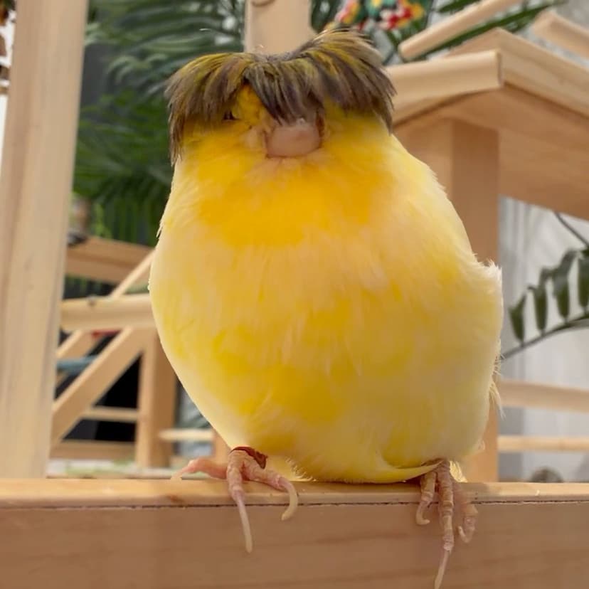 A yellow canary who stayed with us, on a wooden ledge