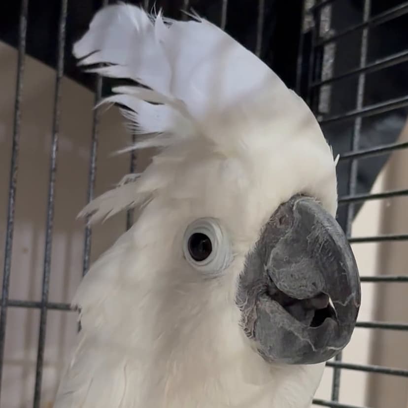 A white cockatoo who stayed with us, its crest raised