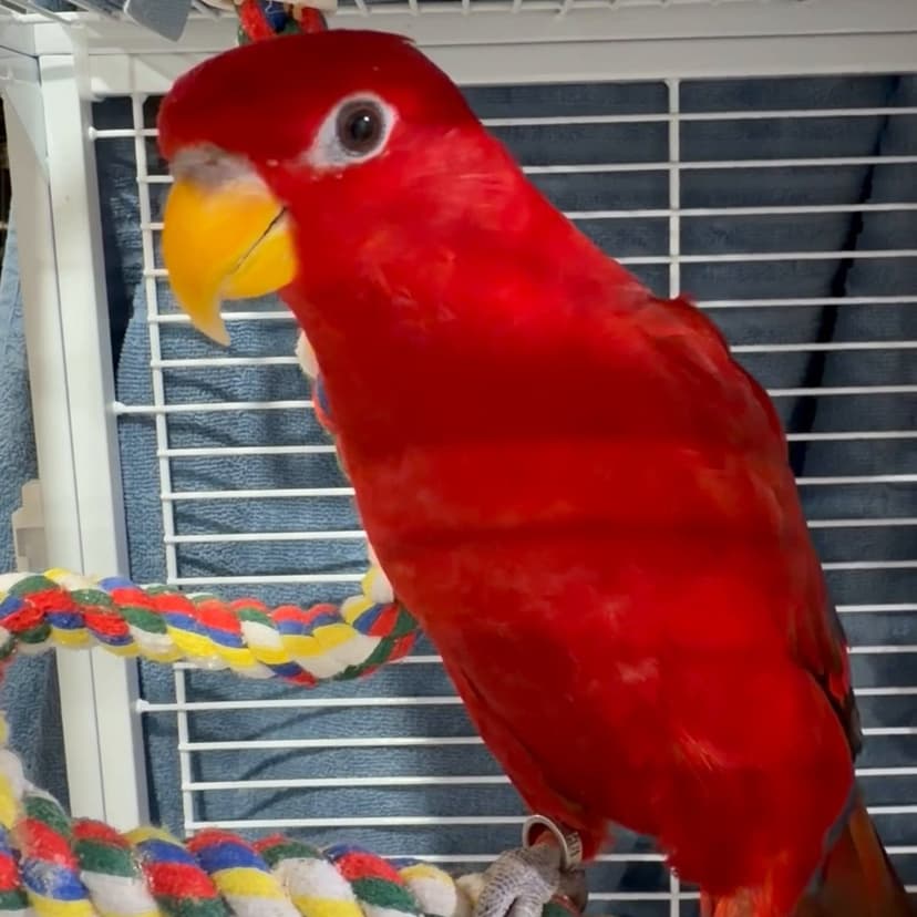 A red lorikeet who stayed with us, on a rope perch in its cage