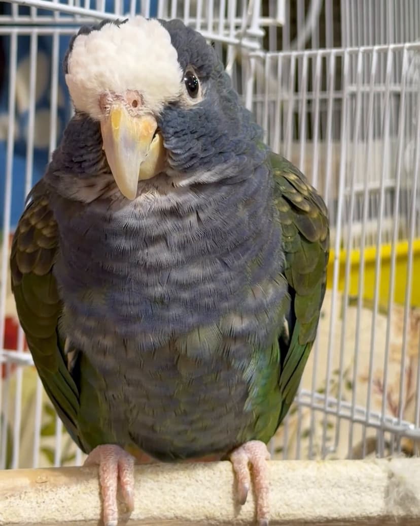 A pionus parrot who stayed with us, on a perch in its cage