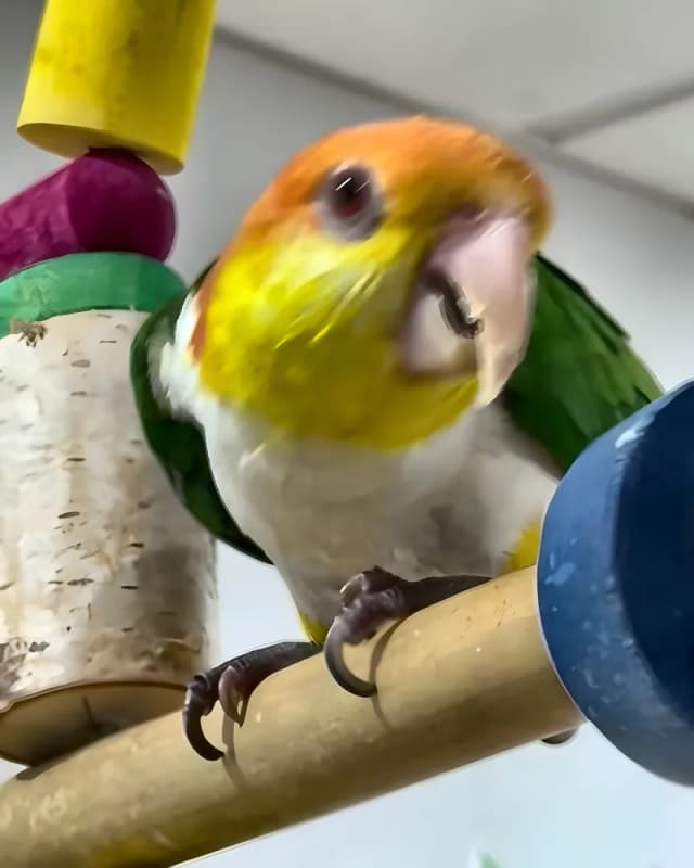 A caique who stayed with us