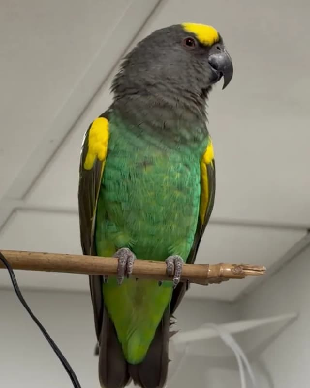 A Meyer's parrot who stayed with us