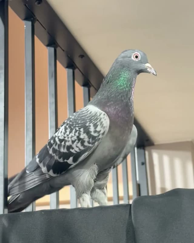 A pigeon who stayed with us