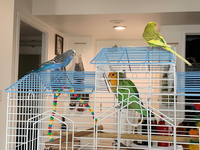 Budgies who stayed with us, on top of their cage in our living room
