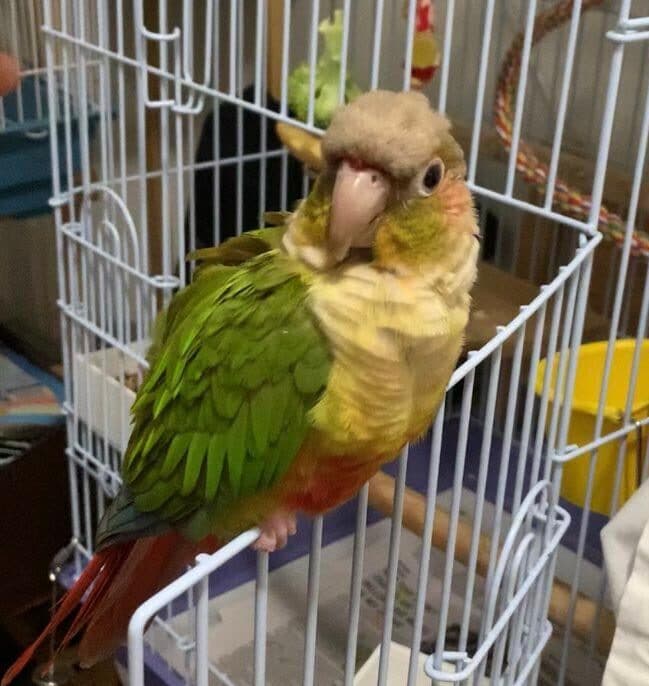 Conure, a guest at Bird Sitting Toronto