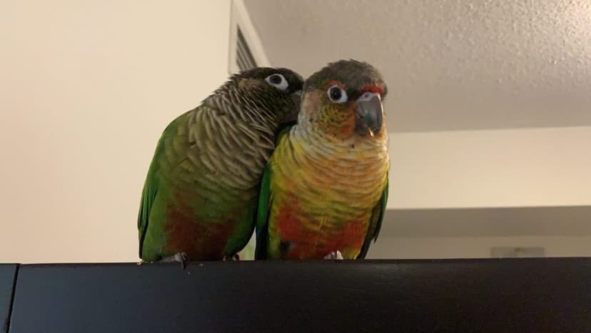 Two conures who stayed with us, side by side on a shelf