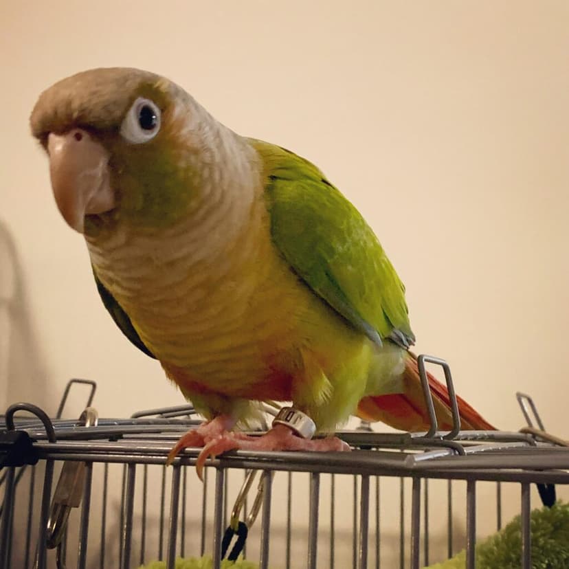 Conure, a guest at Bird Sitting Toronto