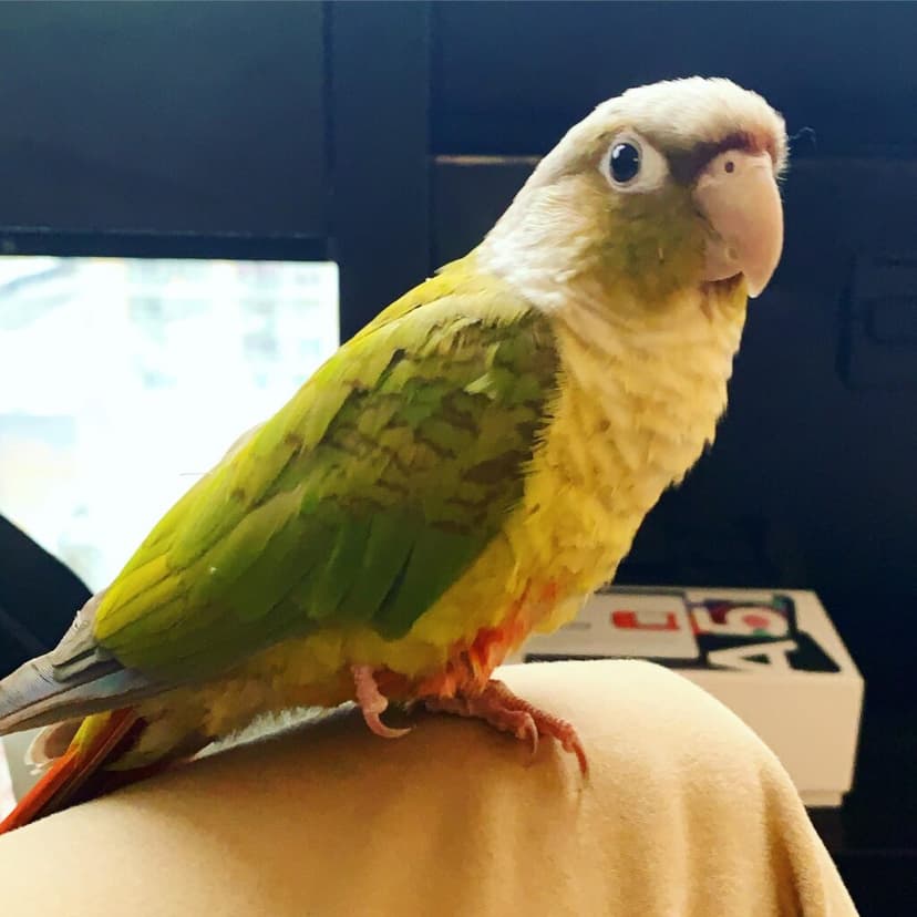 Conure, a guest at Bird Sitting Toronto