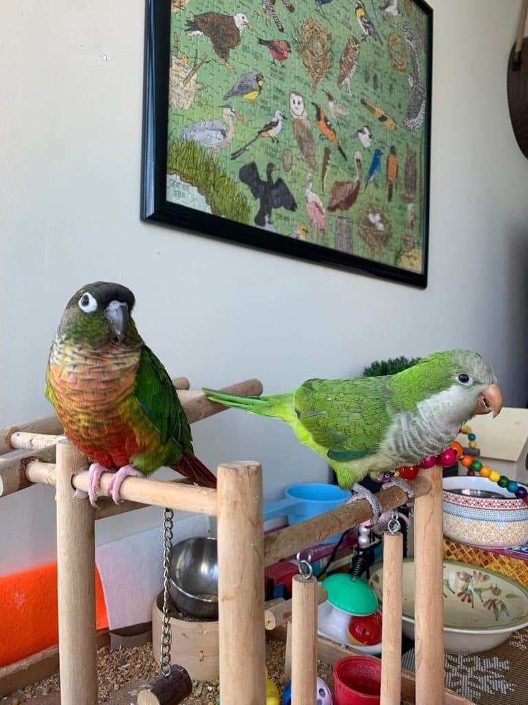 A conure and a quaker parrot who stayed with us, on a play stand