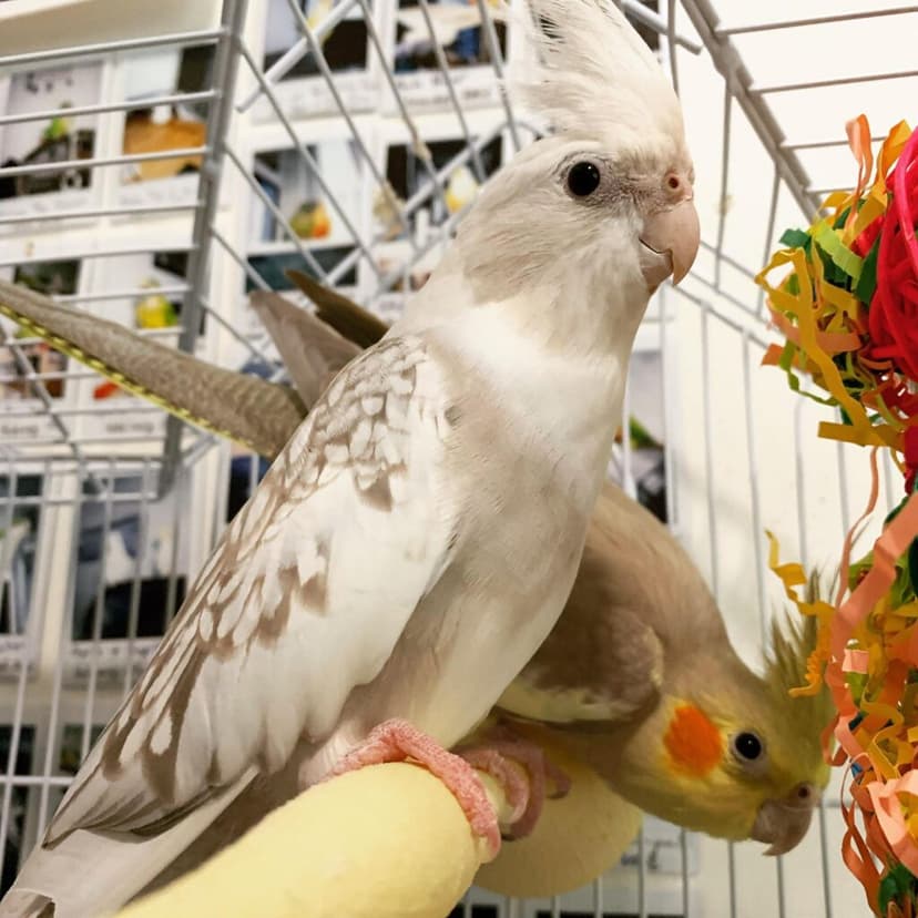 Two cockatiels who stayed with us, side by side on a perch