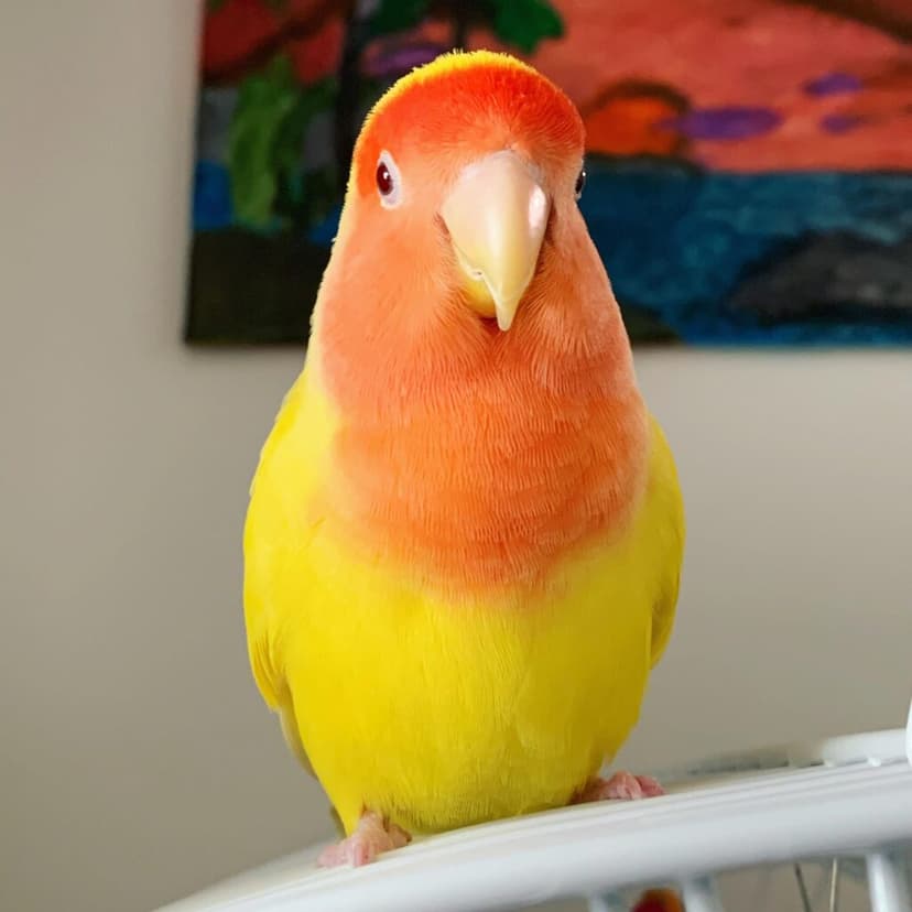 A lovebird who stayed with us, on a cage