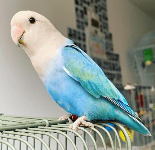A lovebird, a guest at Bird Sitting Toronto
