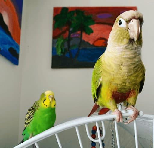 Budgie and Conure, a guest at Bird Sitting Toronto