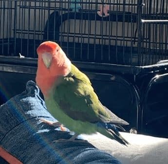 A lovebird, a guest at Bird Sitting Toronto
