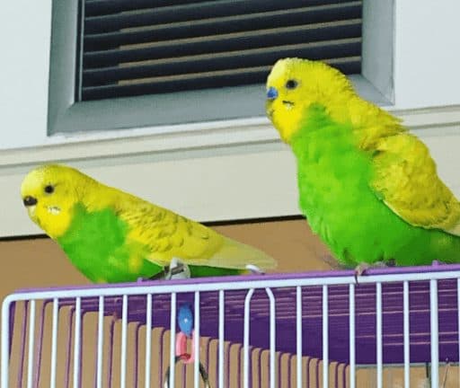 Budgies, a guest at Bird Sitting Toronto