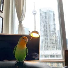 Lovebird, a guest at Bird Sitting Toronto