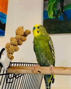 A budgie, a guest at Bird Sitting Toronto