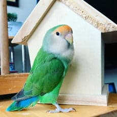 Lovebird, a guest at Bird Sitting Toronto