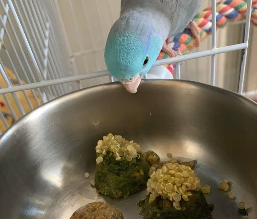 One of our guests eating fresh chop from a steel bowl