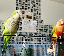 A conure, a guest at Bird Sitting Toronto