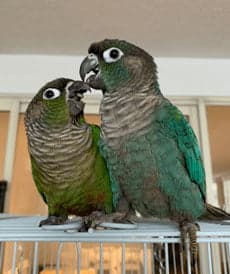 Conures, a guest at Bird Sitting Toronto