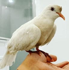A white dove, a guest at Bird Sitting Toronto