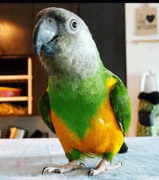 A Senegal parrot, a guest at Bird Sitting Toronto