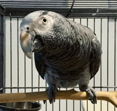 A Timneh African grey parrot, a guest at Bird Sitting Toronto