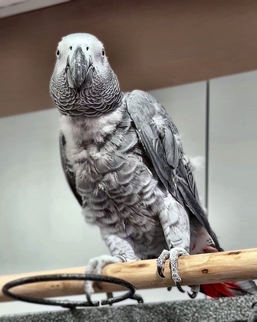 An African grey who stayed with us, on a wooden perch