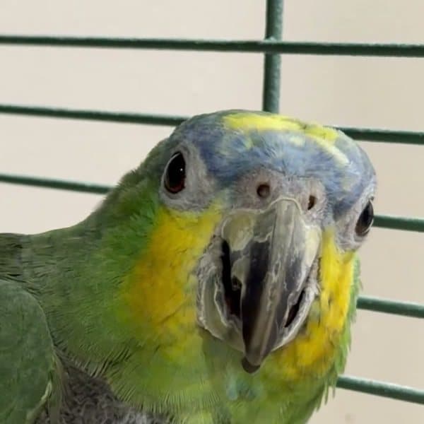 An amazon parrot who stayed with us, looking straight at the camera through its cage bars