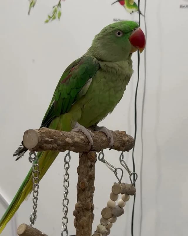 An Alexandrine parakeet who stayed with us