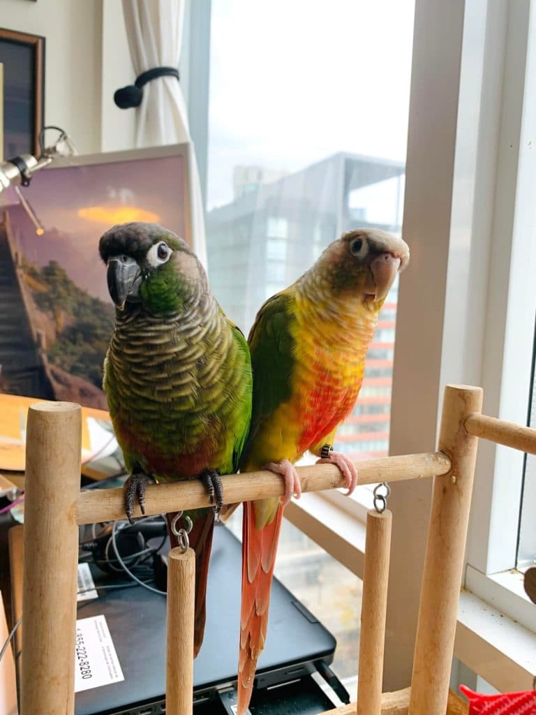 Two conures who stayed with us, on a wooden play stand