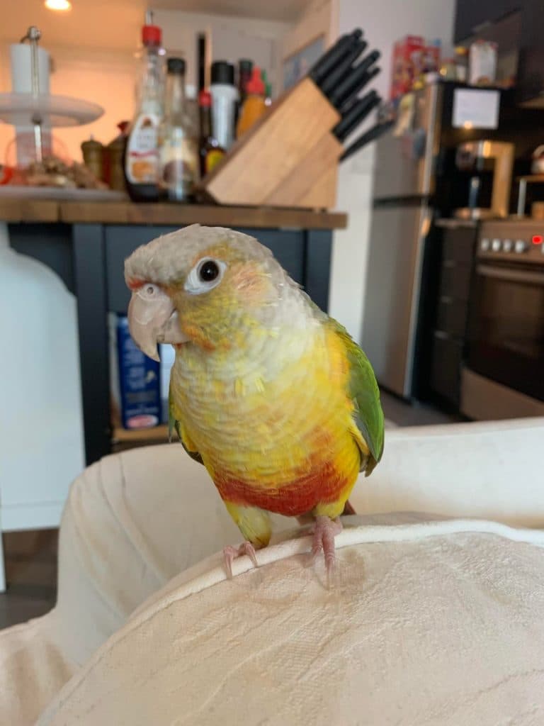 A conure who stayed with us, on the arm of a couch
