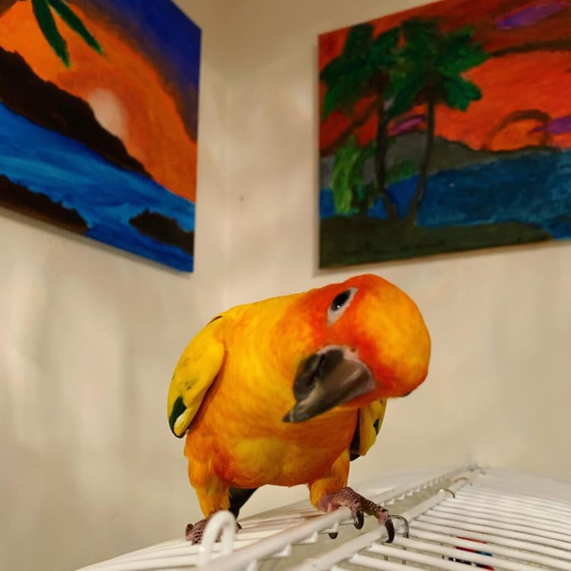Sun Conure, a guest at Bird Sitting Toronto