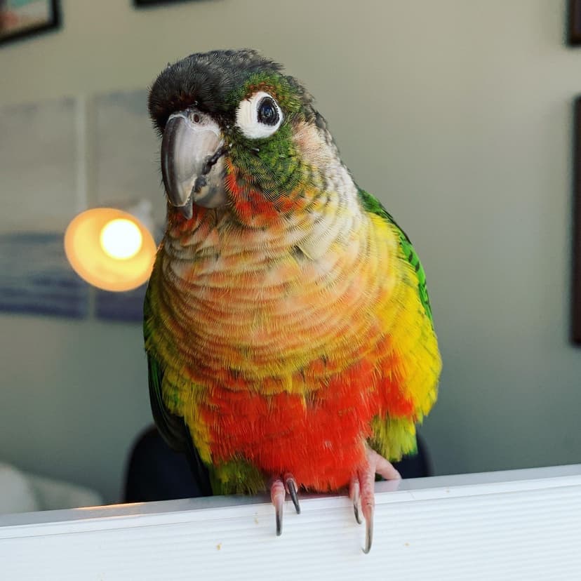 A green-cheeked conure at our home, its claws curled over the ledge