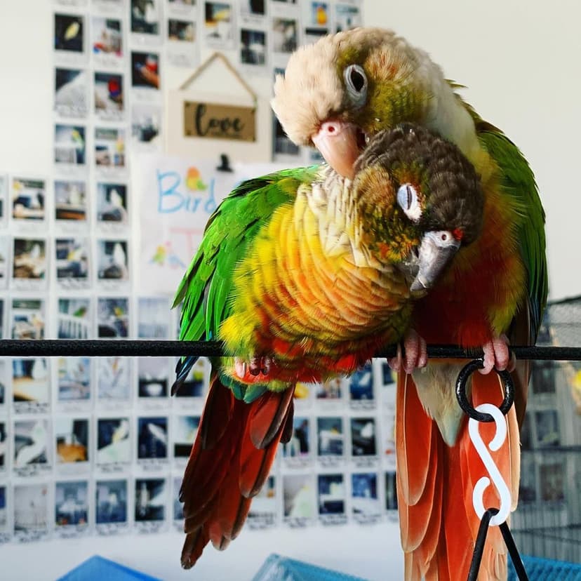 Two conures who stayed with us, on a perch in front of our photo wall