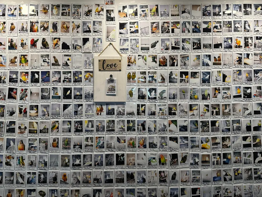 Samantha’s wall at Bird Sitting Toronto, covered edge to edge in hundreds of small polaroid photos of budgies, cockatiels, conures and lovebirds, around a little wooden “love this home” sign