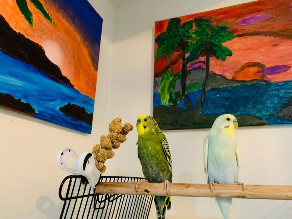 lovebird