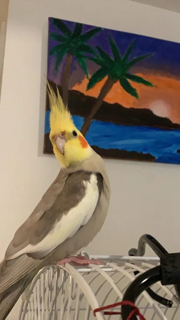 cocktail parrot