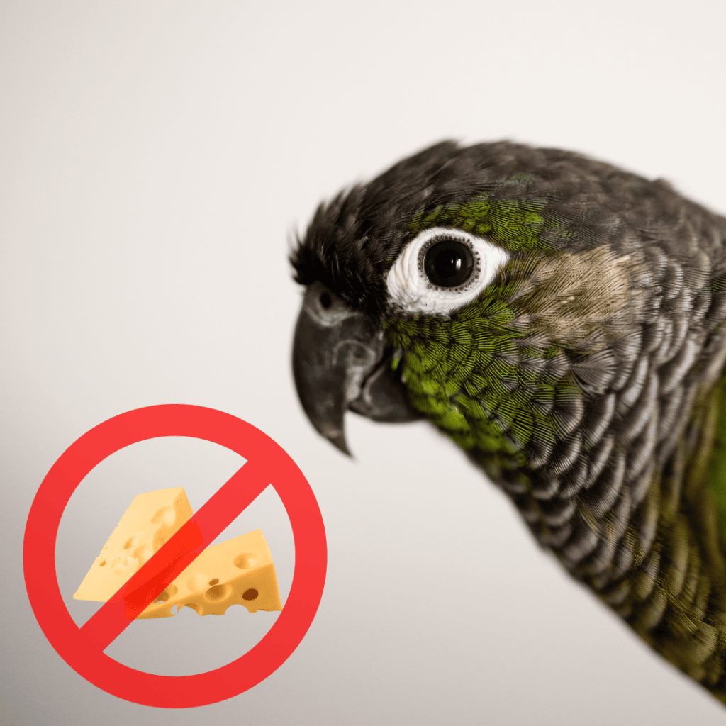 Cheese Ingestion Not Okay for Birds? Bird Sitting Toronto