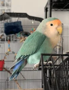 Coca