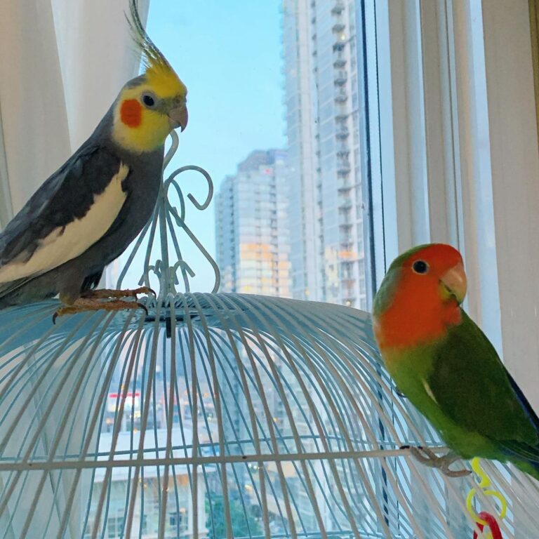 Why You Need Bird Boarding Bird Sitting Toronto