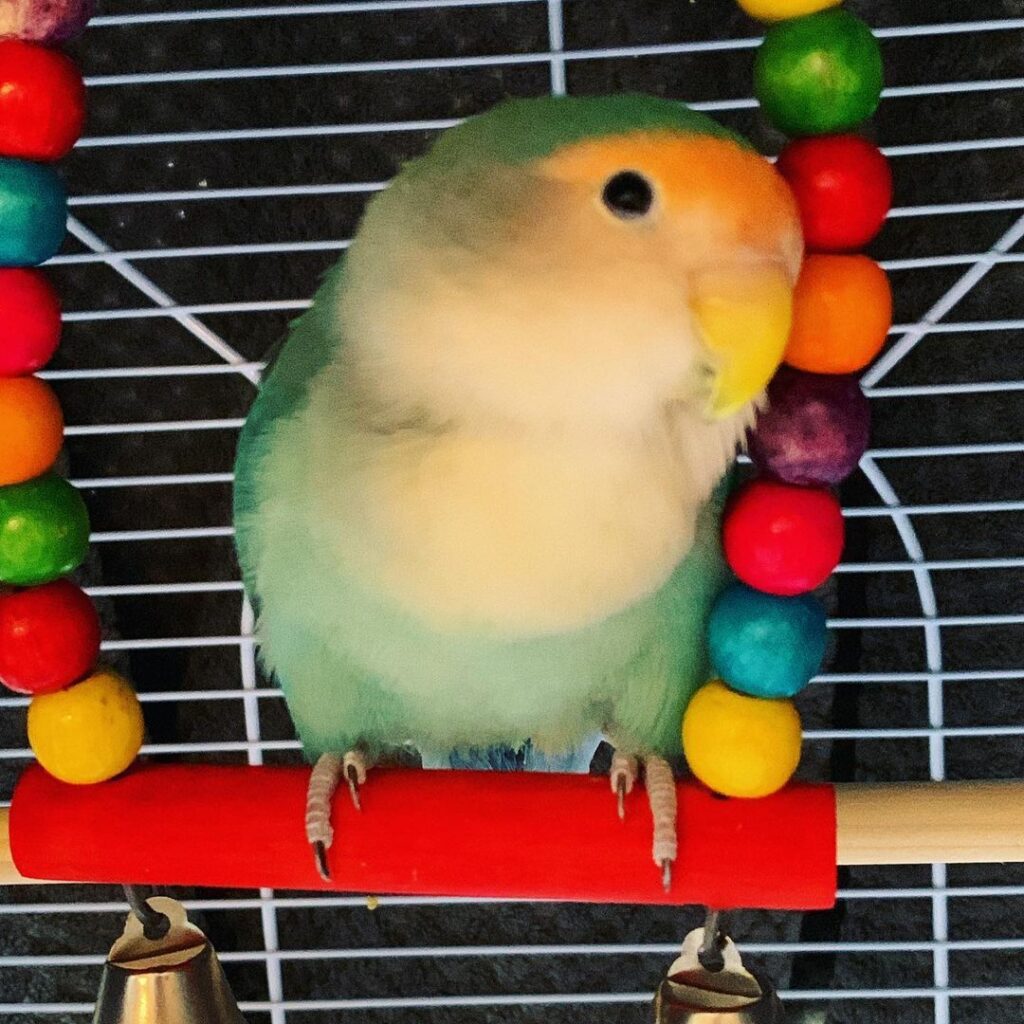Providing Mental Stimulation for your Pet Bird Bird Sitting Toronto