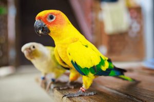 sun conure parrot bird