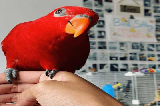 5 Sign Your Bird Needs a Nail Trim