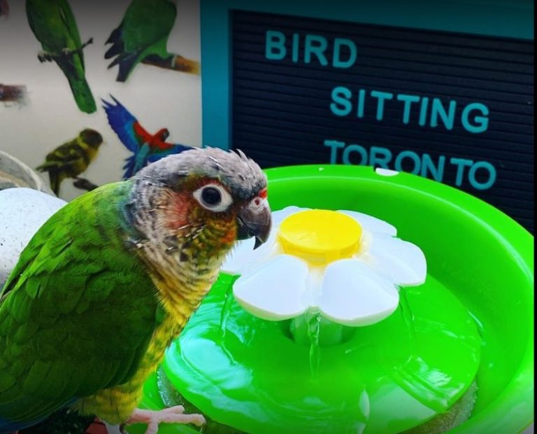 bird sitting toronto